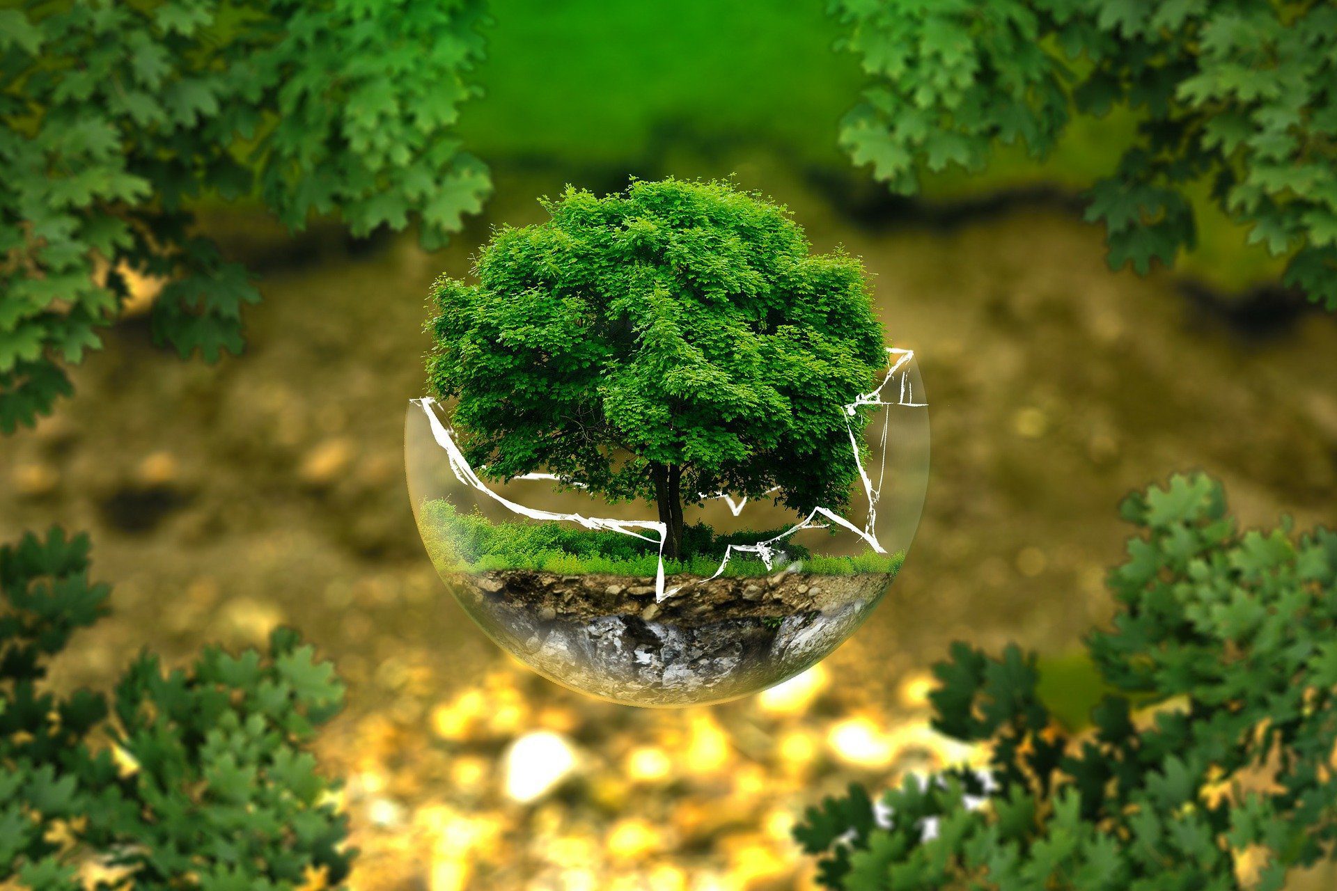 Un arbre dans un globe transparent.